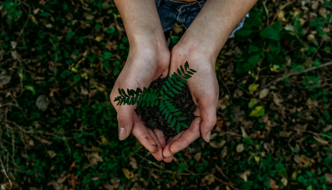 Cupped hands holding a young green plant